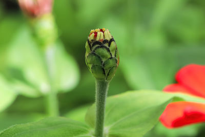 Close-up of flower on plant