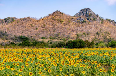 Scenic view of sunflower field against sky