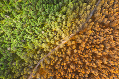 Full frame shot of flowering plants