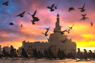 Crowd of pigeon at souq wakif doha, qatar