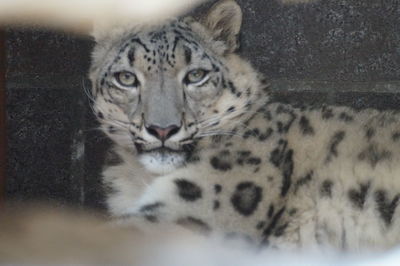 Close-up portrait of cat relaxing outdoors