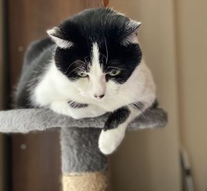 Close-up portrait of a cat