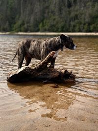 Side view of dog standing in water