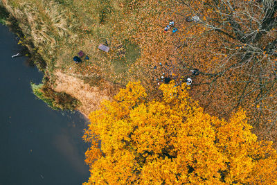 High angle view of yellow flowers on tree during autumn