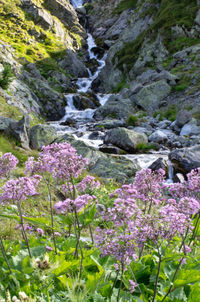 View of flowers and plants