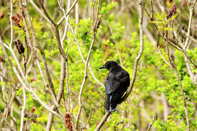 Black crow on a branch