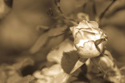 Close-up of wilted rose