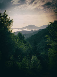 Scenic view of forest against sky