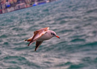 Close-up of bird flying over sea