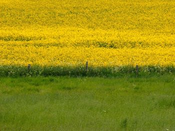 Scenic view of landscape