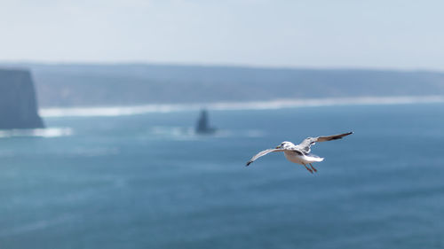 Seagull flying over sea against sky