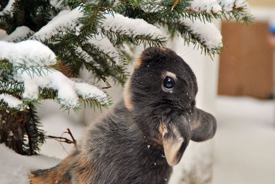 Close-up of rabbit by tree with snow