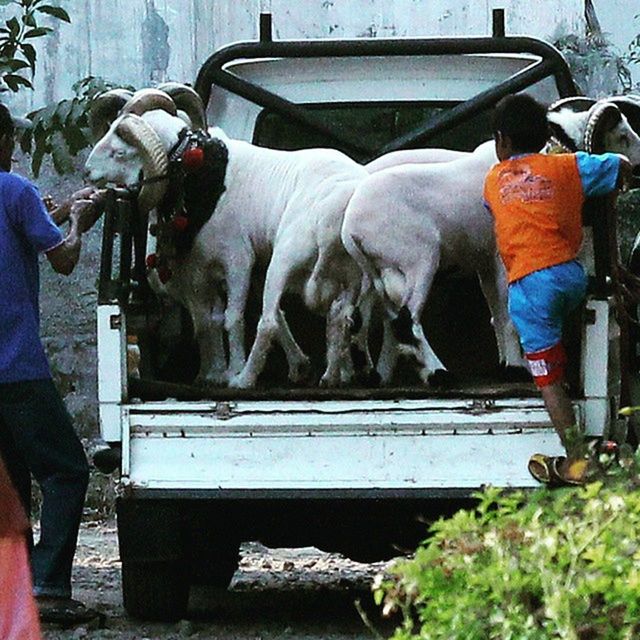 men, domestic animals, animal themes, mammal, mode of transport, transportation, lifestyles, occupation, livestock, land vehicle, working, leisure activity, sitting, rear view, one animal, day, togetherness, manual worker