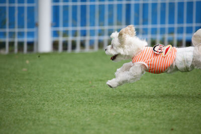 Dog playing on field