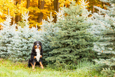 Portrait of dog by tree in forest