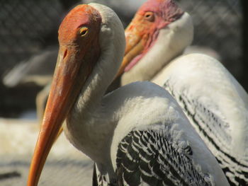 Close-up of duck