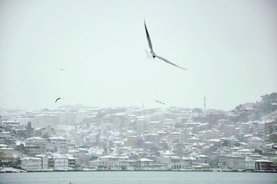 Seagull flying over sea in city against clear sky