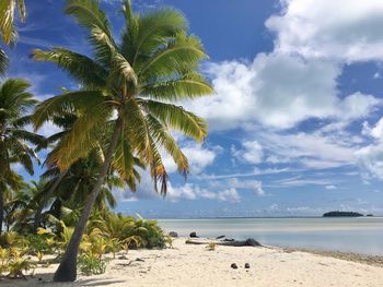 Palm trees on beach against sky