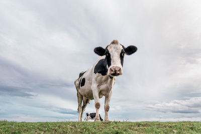 Cow standing in land