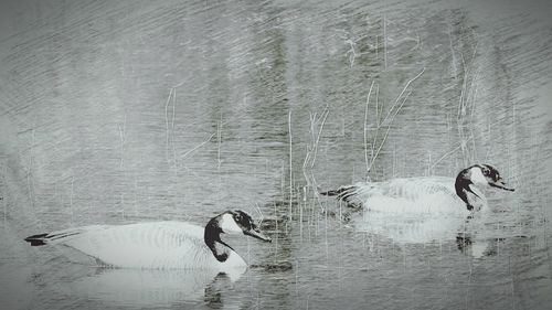 Birds swimming in a lake