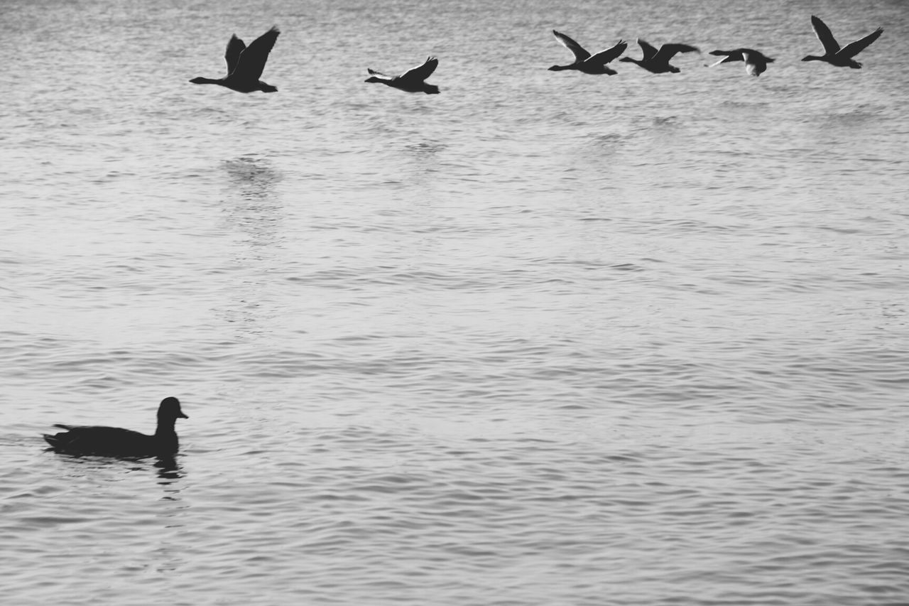 bird, animal themes, animals in the wild, wildlife, water, waterfront, flying, lake, swimming, duck, flock of birds, rippled, water bird, spread wings, nature, medium group of animals, seagull, reflection, togetherness