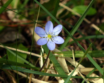 Close-up of purple flowers blooming outdoors