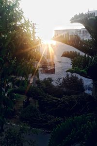 Plants and trees against sky during sunset