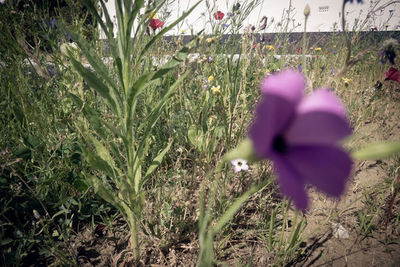 Close-up of purple flowering plants on field