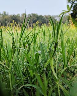 Close-up of fresh green plants in field