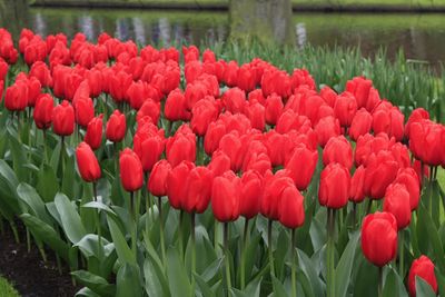 Close-up of red tulips in field