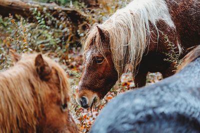 High angle view of horses eating plants while standing in forest