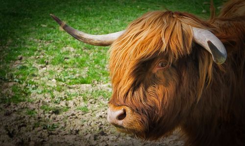 Close-up of a horse on field