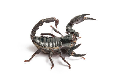 Close-up of insect on white background