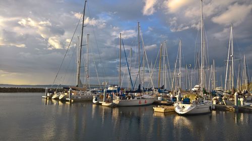 Sailboats moored in harbor