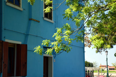 Tree by building against blue sky