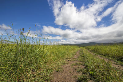 Scenic view of field against sky