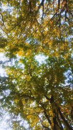 Low angle view of trees in forest