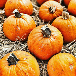 High angle view of pumpkins