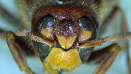 Close-up of insect