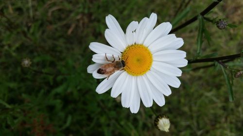 Close-up of bee on white flower