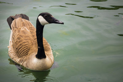 Canada goose