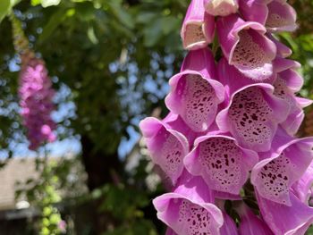 Close-up of pink flowering plant in park