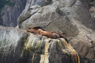 Low angle view of lizard on rock at zoo
