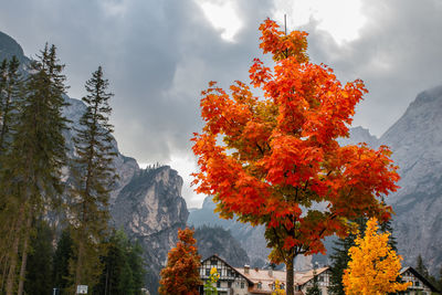 Low angle view of flowering tree against sky during autumn