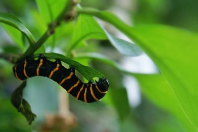 Close-up of butterfly on leaf