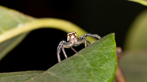 Close-up of spider