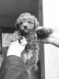 Close-up of hand holding dog