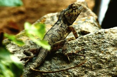 Close-up of lizard on white surface