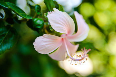 Close-up of flower blooming outdoors