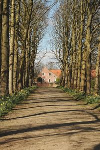 Footpath amidst bare trees and buildings